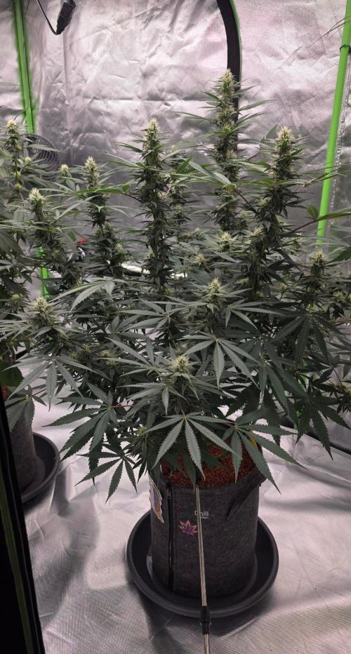 Tropicanna Poison F1 Fast Flowering. Week 12