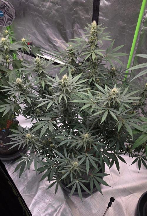 Tropicanna Poison F1 Fast Flowering. Week 12