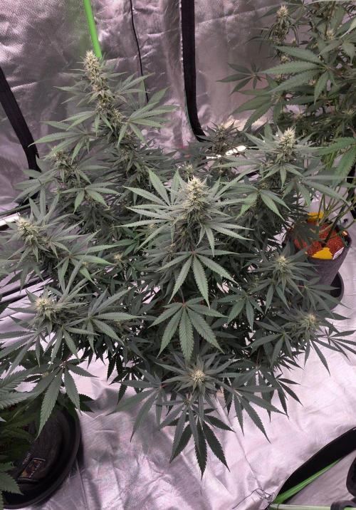 Tropicanna Poison F1 Fast Flowering. Week 12
