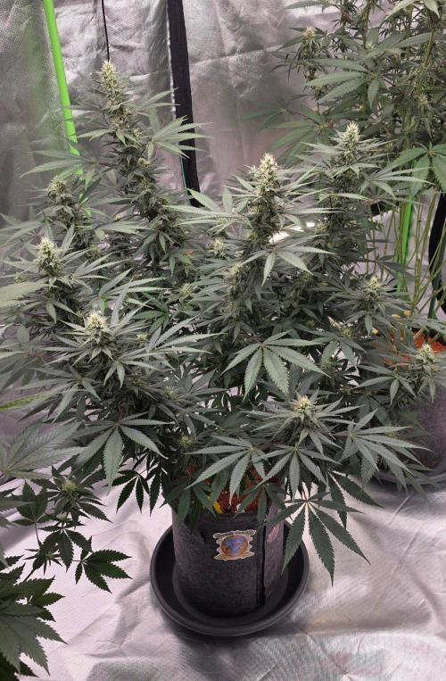 Tropicanna Poison F1 Fast Flowering. Week 12