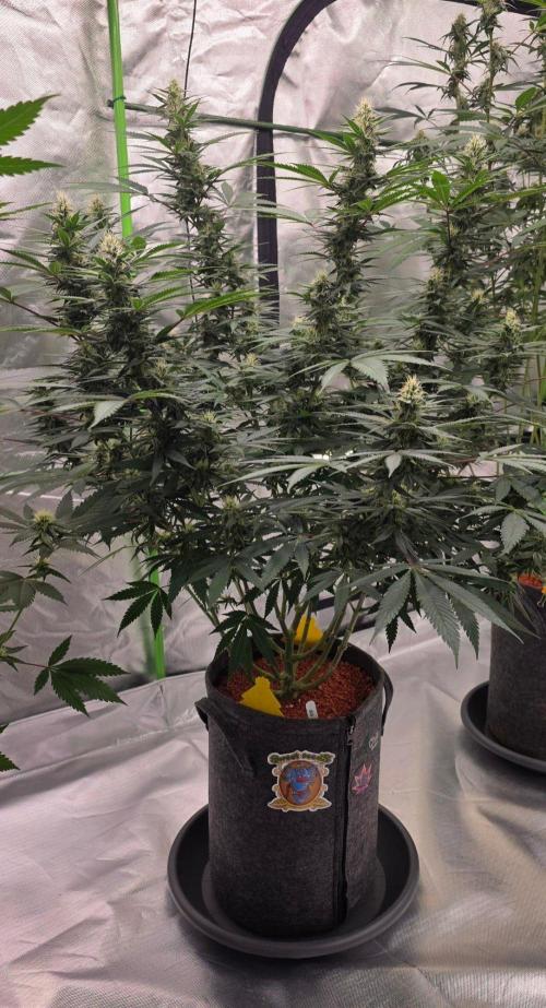 Tropicanna Poison F1 Fast Flowering. Week 12
