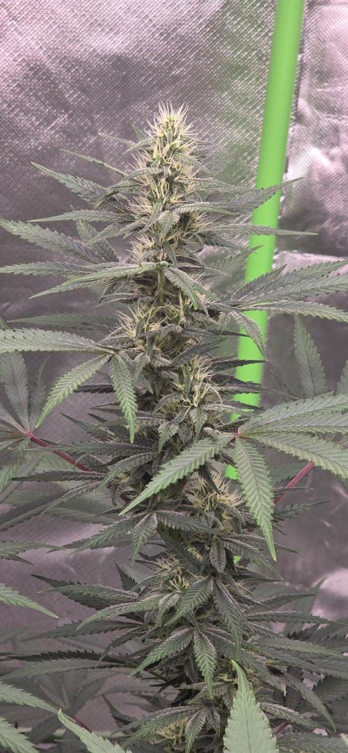 Tropicanna Poison F1 Fast Flowering. Week 12