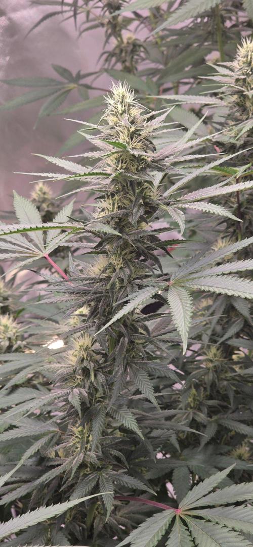 Tropicanna Poison F1 Fast Flowering. Week 12