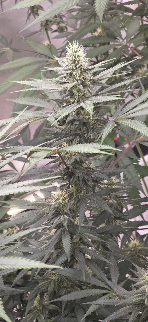 Tropicanna Poison F1 Fast Flowering. Week 12