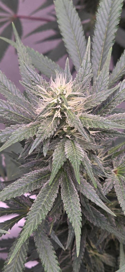 Tropicanna Poison F1 Fast Flowering. Week 12