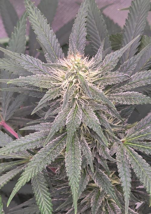 Tropicanna Poison F1 Fast Flowering. Week 12