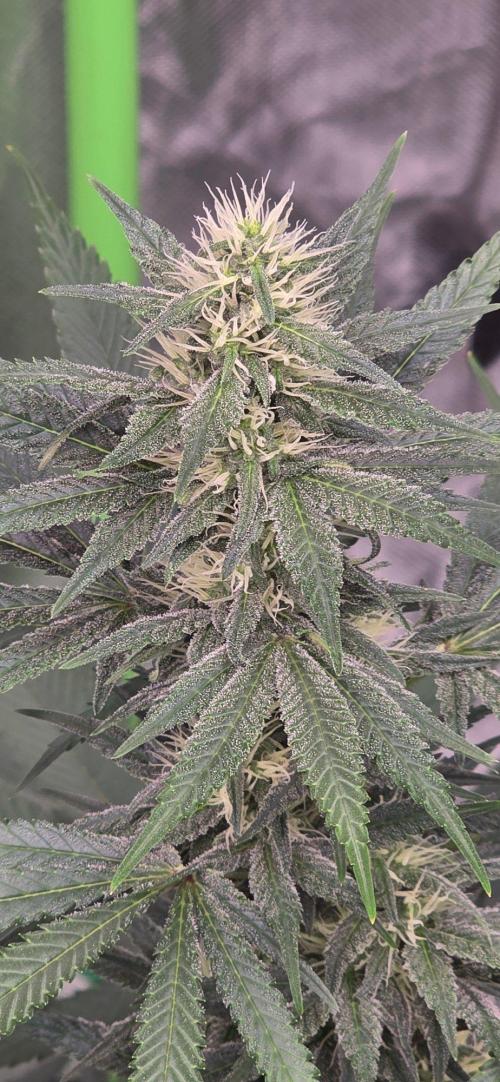 Tropicanna Poison F1 Fast Flowering. Week 12