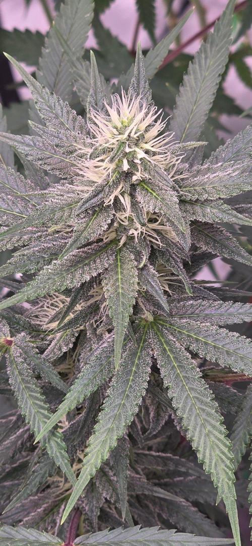 Tropicanna Poison F1 Fast Flowering. Week 12
