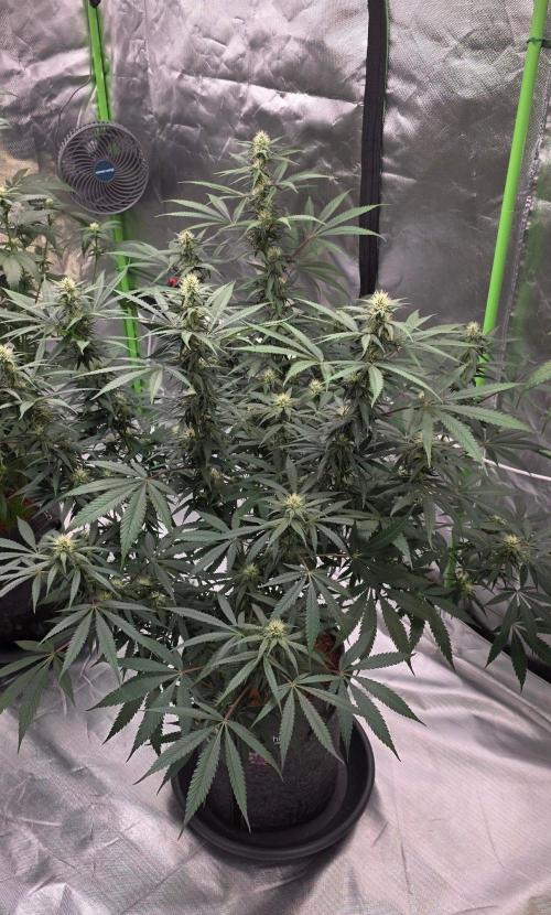 Tropicanna Poison F1 Fast Flowering. Week 12