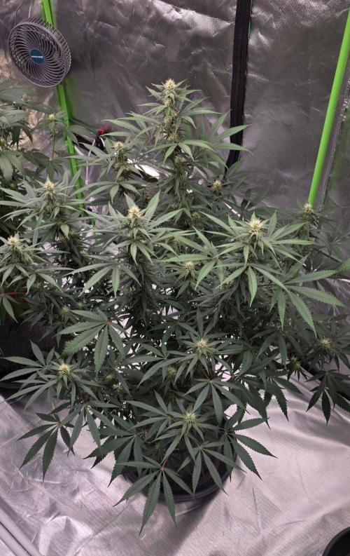 Tropicanna Poison F1 Fast Flowering. Week 12