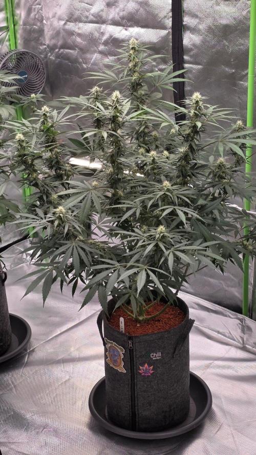 Tropicanna Poison F1 Fast Flowering. Week 12
