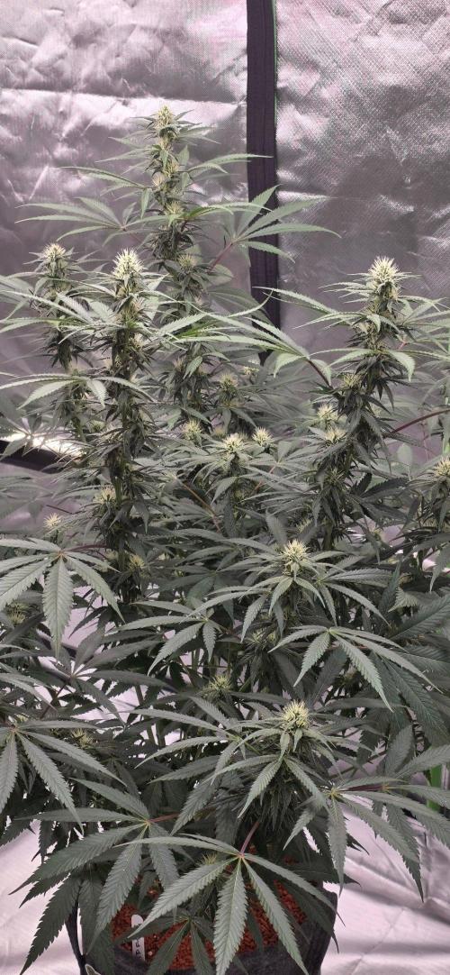Tropicanna Poison F1 Fast Flowering. Week 12