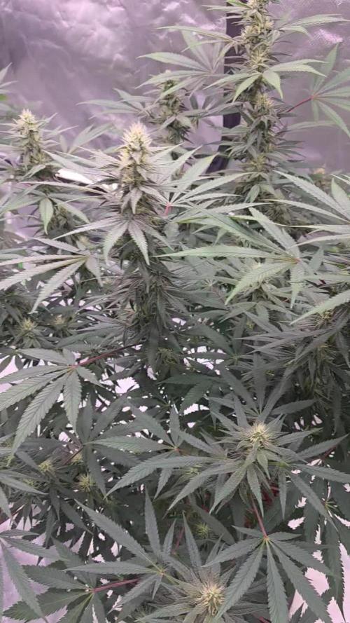 Tropicanna Poison F1 Fast Flowering
