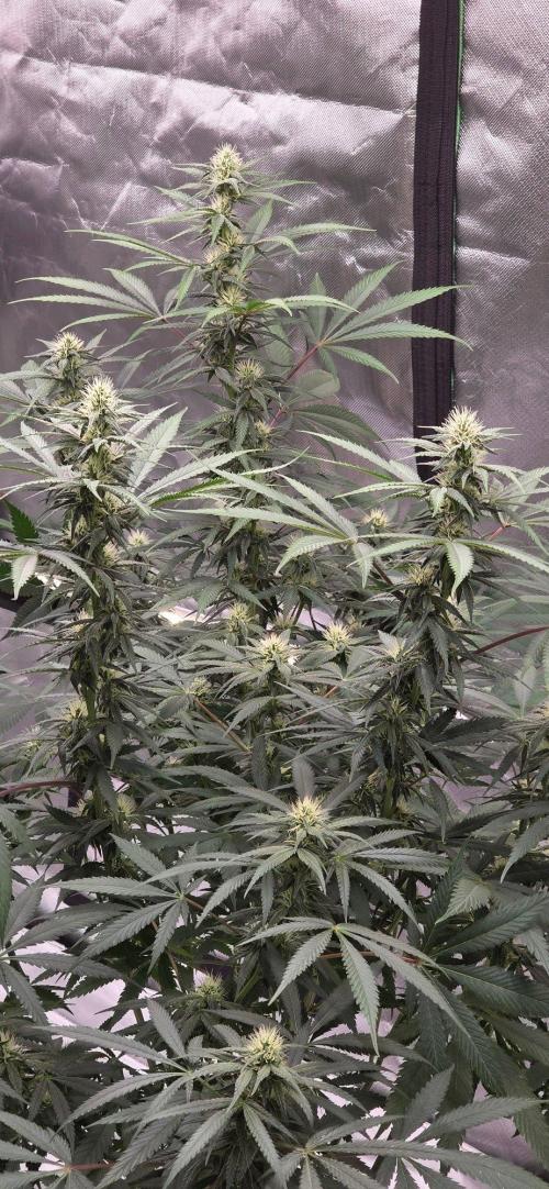 Tropicanna Poison F1 Fast Flowering. Week 12