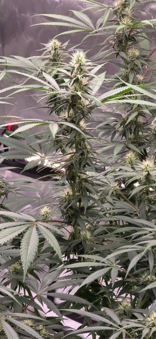 Tropicanna Poison F1 Fast Version. Week 12