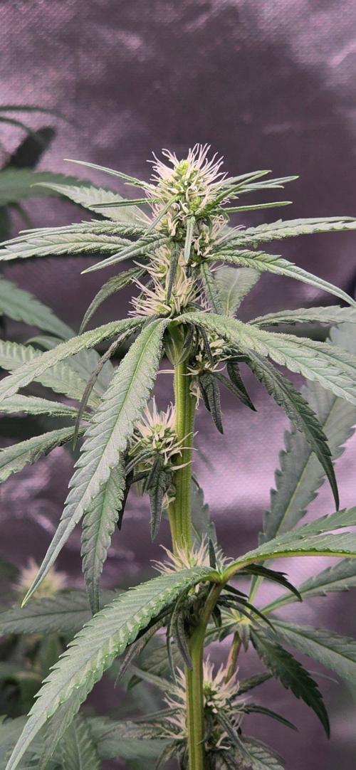Brain Dead X Zazul. Week 11