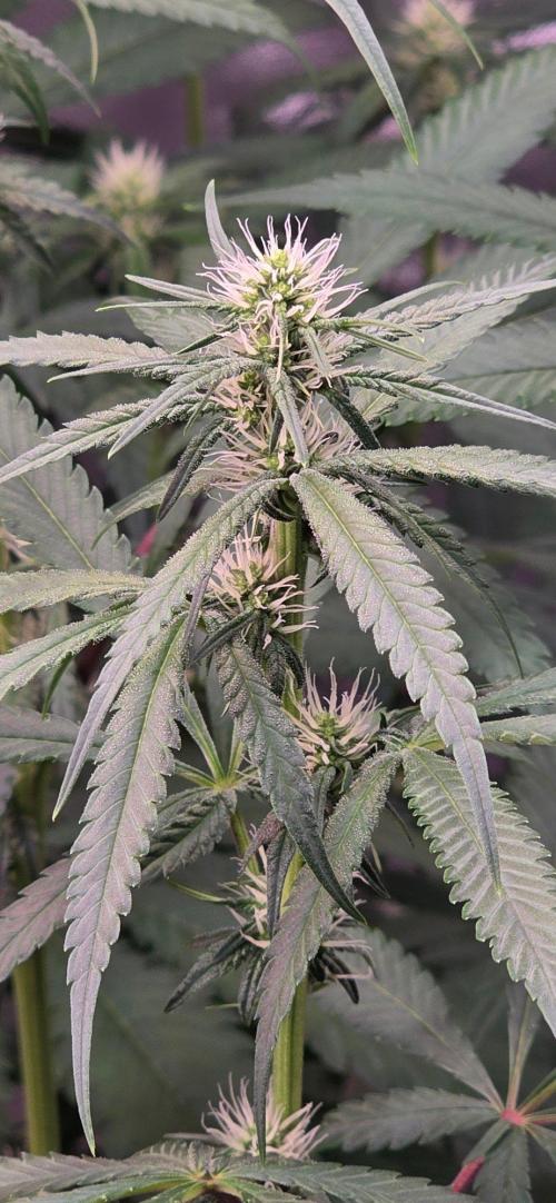 Brain Dead X Zazul. Week 11