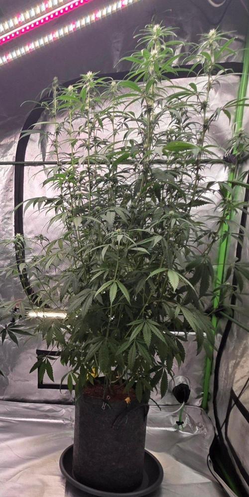 Brain Dead X Zazul. Week 11