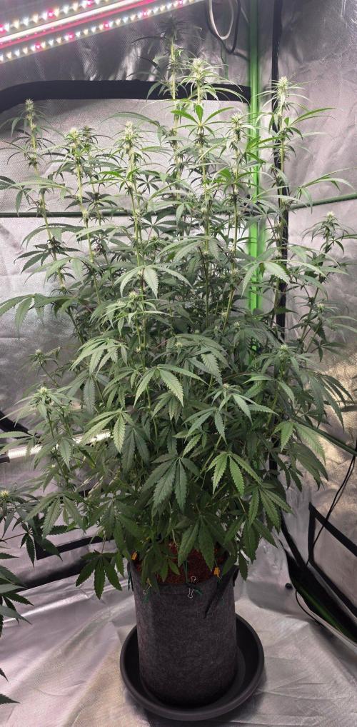 Brain Dead X Zazul. Week 11
