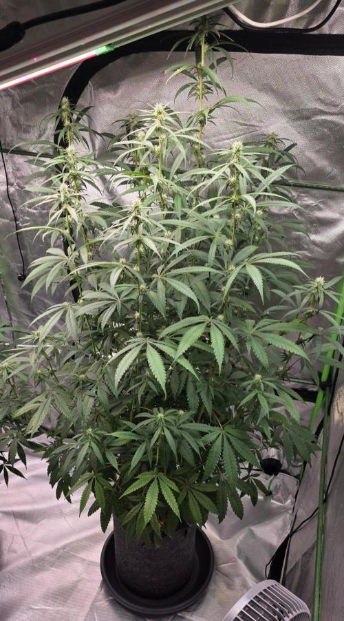 Brain Dead X Zazul. Week 11
