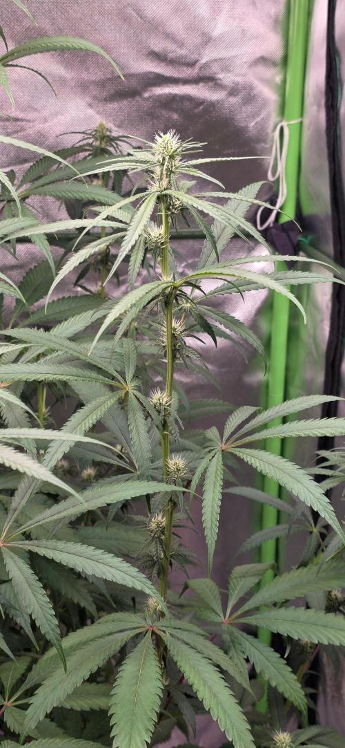 Brain Dead X Zazul. Week 11