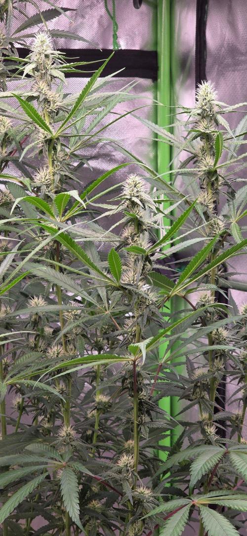Brain Dead X Zazul. Week 12