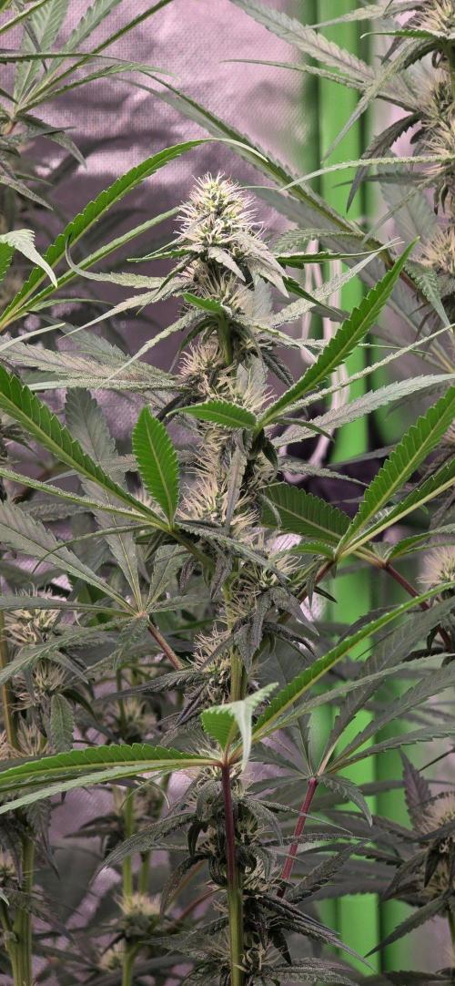 Brain Dead X Zazul. Week 12