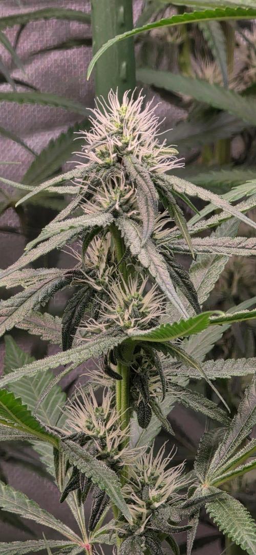 Brain Dead X Zazul. Week 12