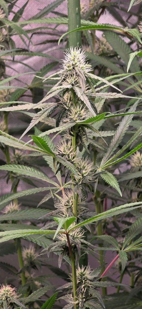 Brain Dead X Zazul. Week 12
