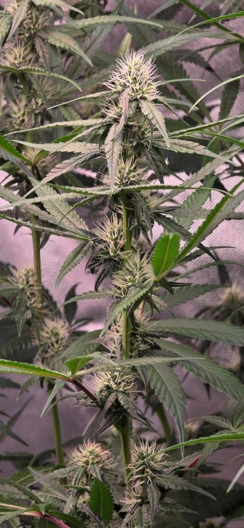 Brain Dead X Zazul. Week 12