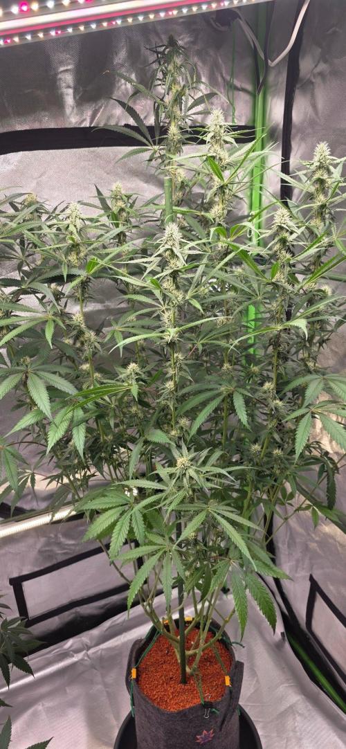 Brain Dead X Zazul. Week 12