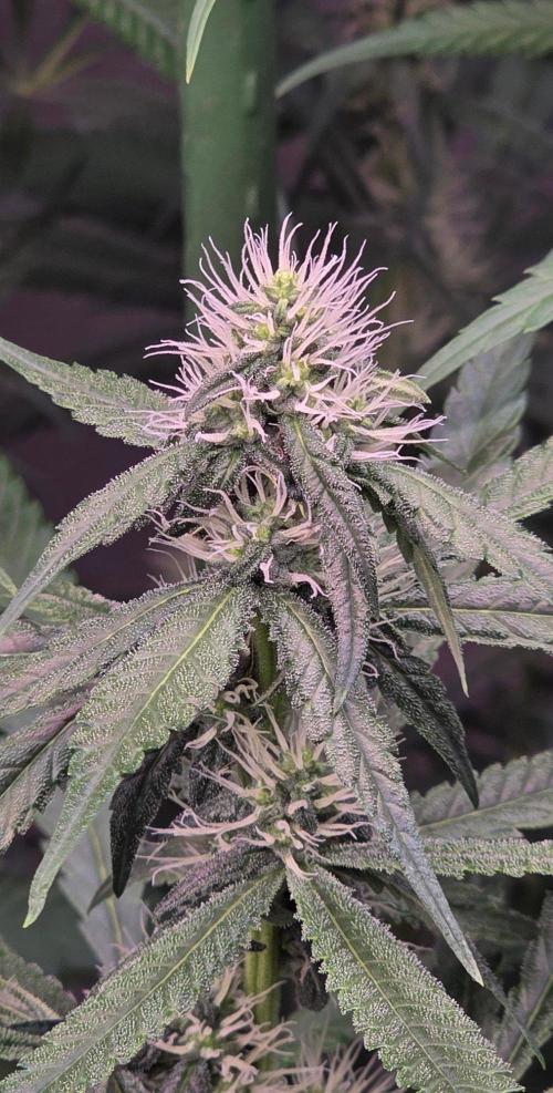 Brain Dead X Zazul. Week 12