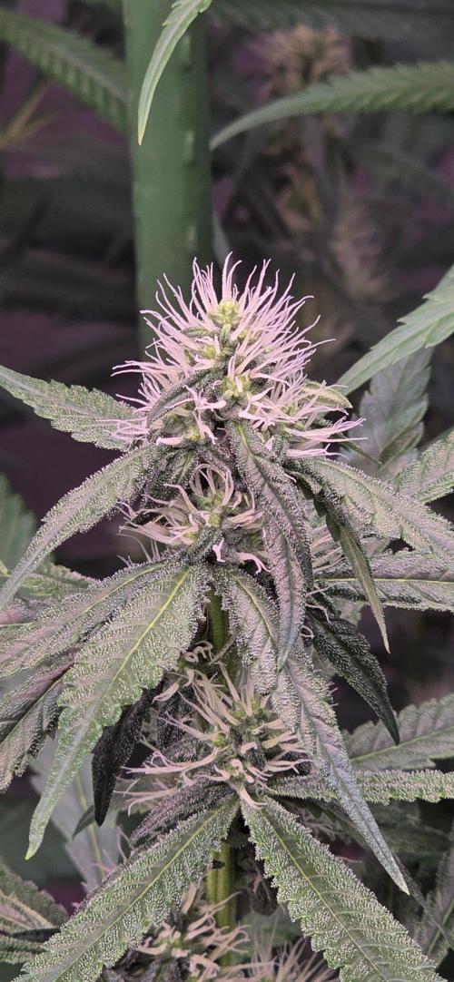 Brain Dead X Zazul. Week 12
