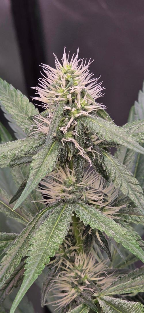 Brain Dead X Zazul. Week 12