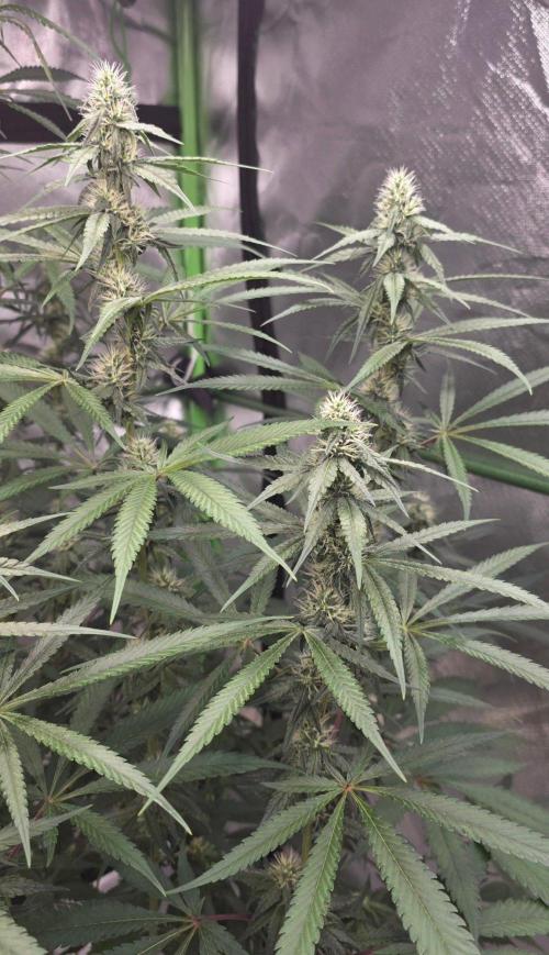 Brain Dead X Zazul. Week 12