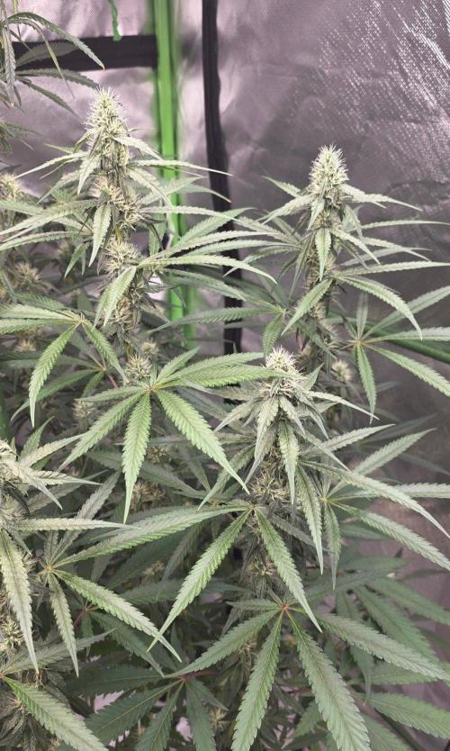 Brain Dead X Zazul. Week 12