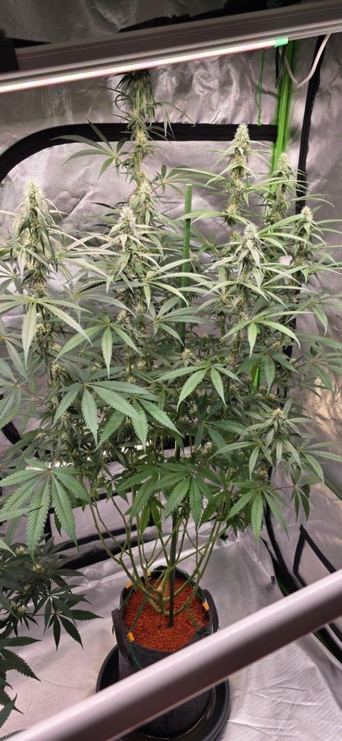 Brain Dead X Zazul. Week 12