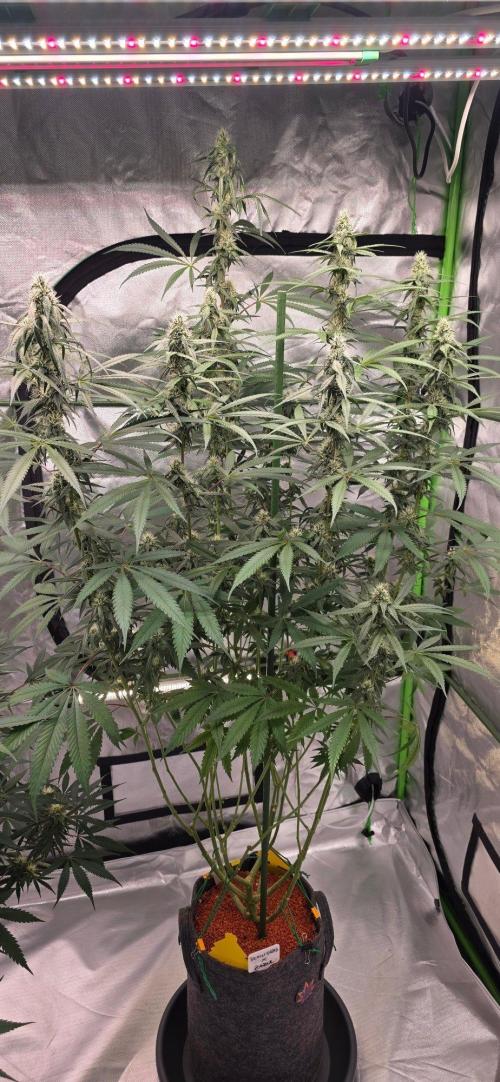 Brain Dead X Zazul. Week 12