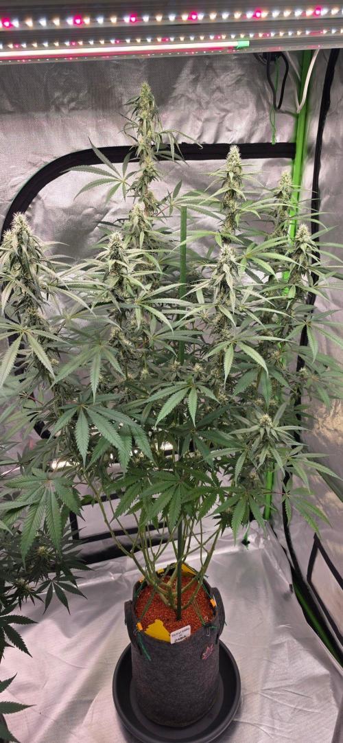 Brain Dead X Zazul. Week 12
