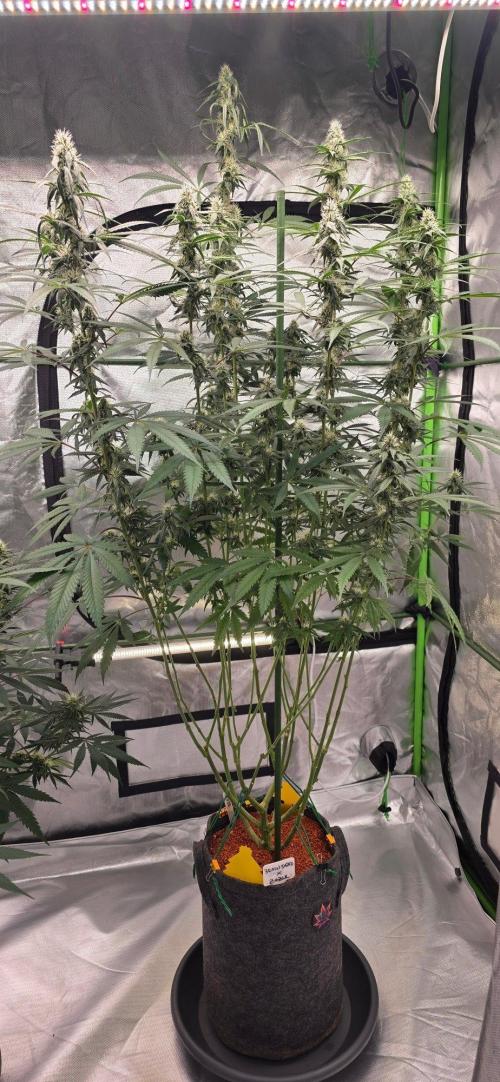 Brain Dead X Zazul. Week 12