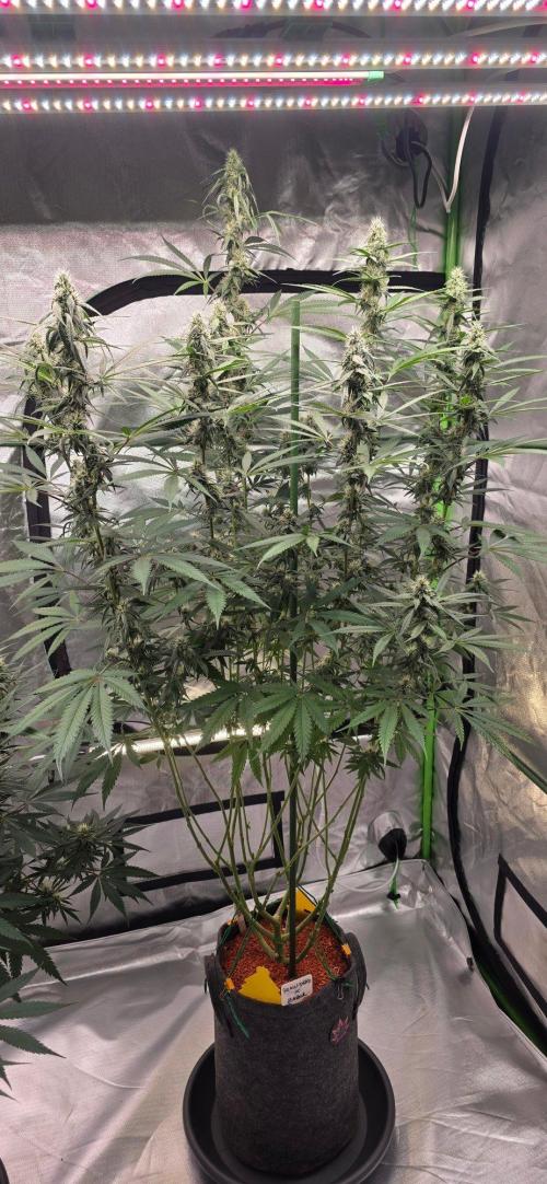 Brain Dead X Zazul. Week 12