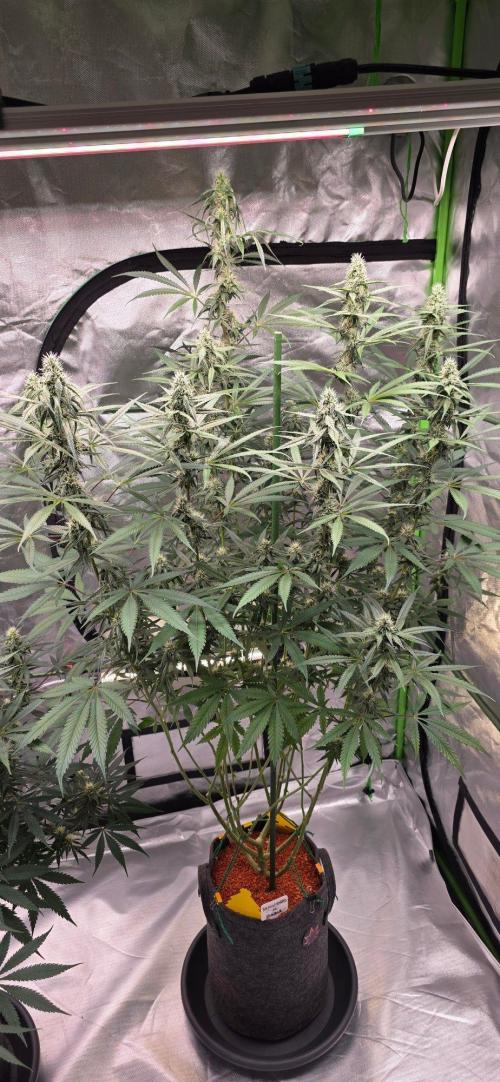 Brain Dead X Zazul. Week 12
