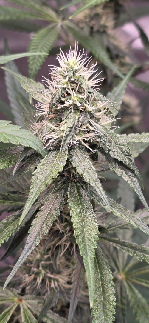 Brain Dead X Zazul. Week 12