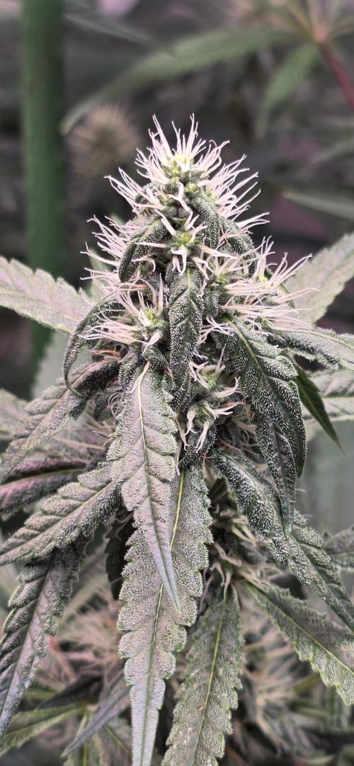 Brain Dead X Zazul. Week 12