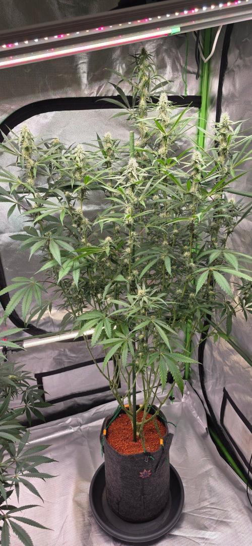 Brain Dead X Zazul. Week 12