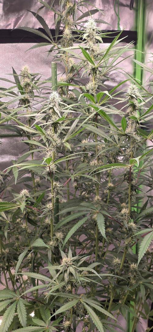 Brain Dead X Zazul. Week 12