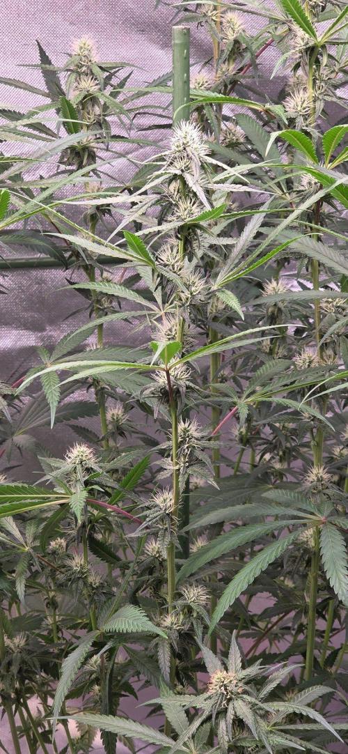 Brain Dead X Zazul. Week 12