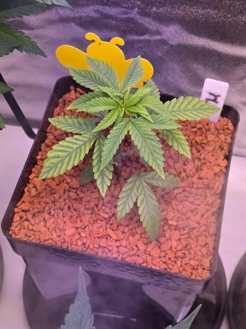 Sensi Seeds X CCG. Week 4