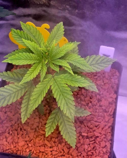 Sensi Seeds X CCG. Week 4
