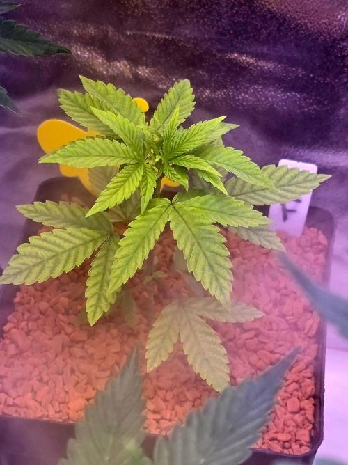 Sensi Seeds X CCG. Week 4